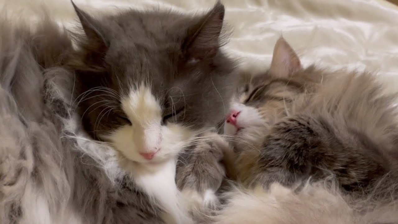 【癒し✨】仲良くおねんねするノルウェージャンフォレストキャットが可愛すぎた❤️