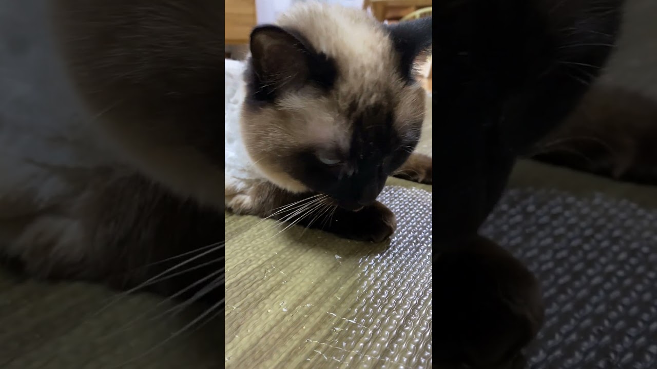 【2023.04.28】今日のシャム猫のふくさん（音無し）【たぬき猫】 #shorts