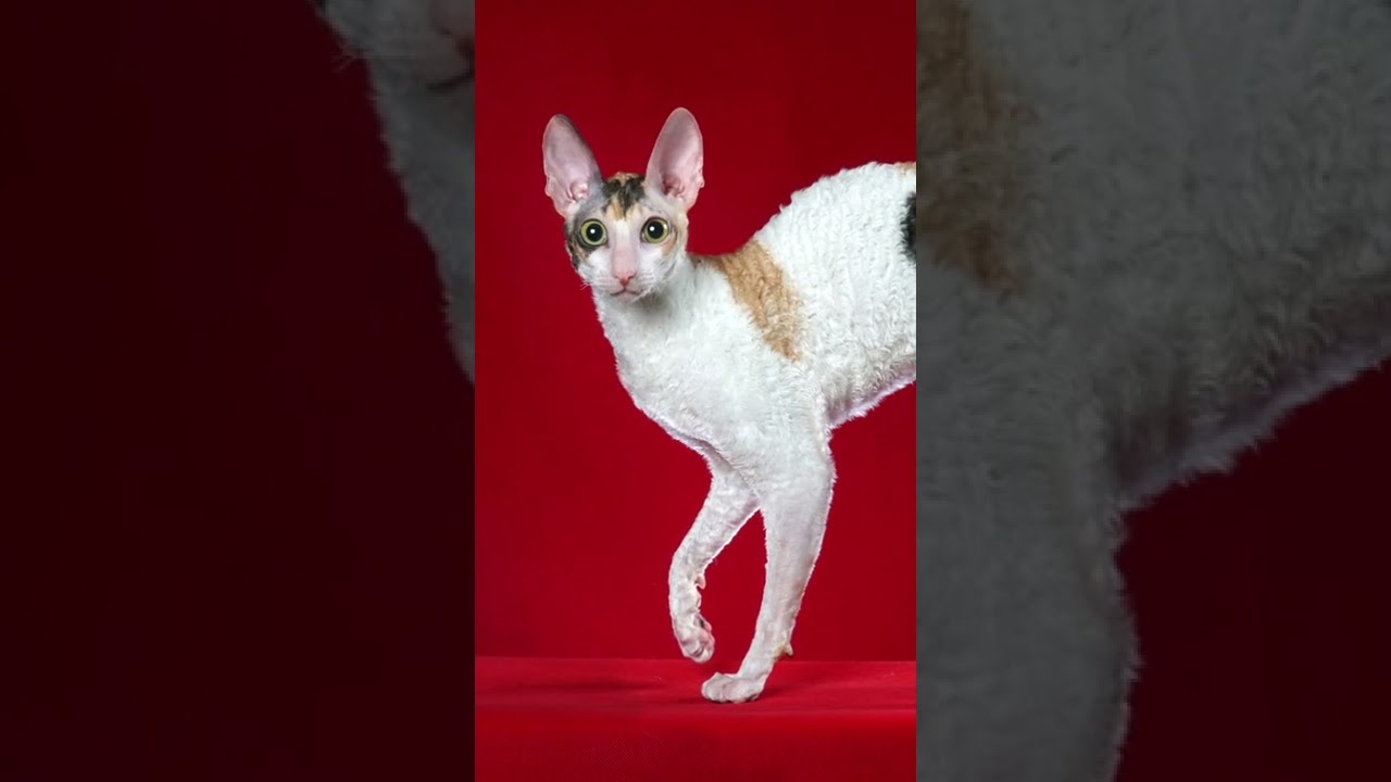 Kucing Cornish Rex#shorts