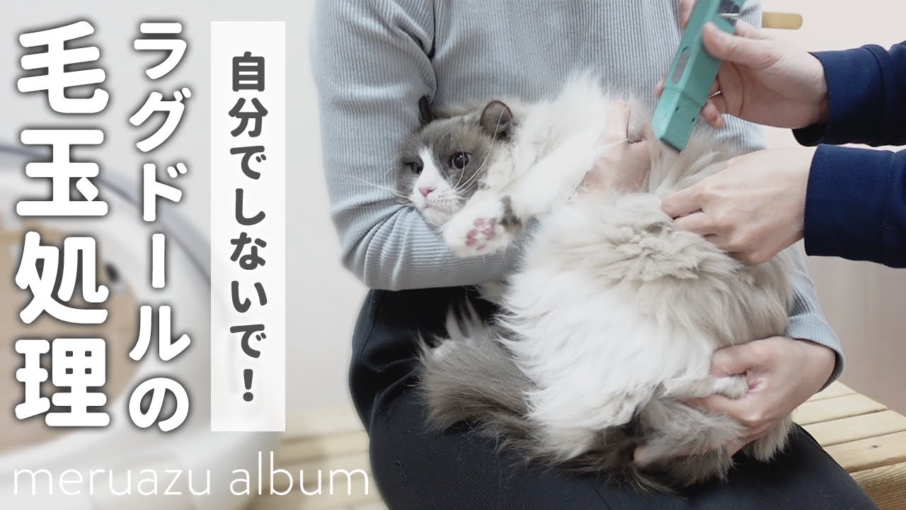 大嫌いな毛玉カットで思わずこんな表情になるラグドール