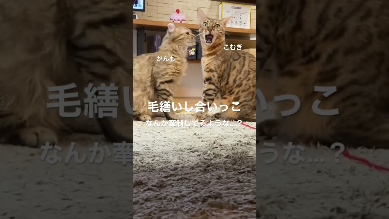 仲良し…なのかな？　#こむぎ #ベンガル #ベンガル猫 #がんも#アメリカンカール