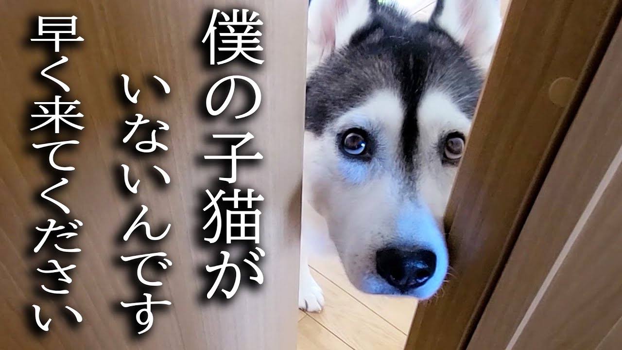最愛の子猫が家出したと思い必死で探すハスキー犬がこちらです