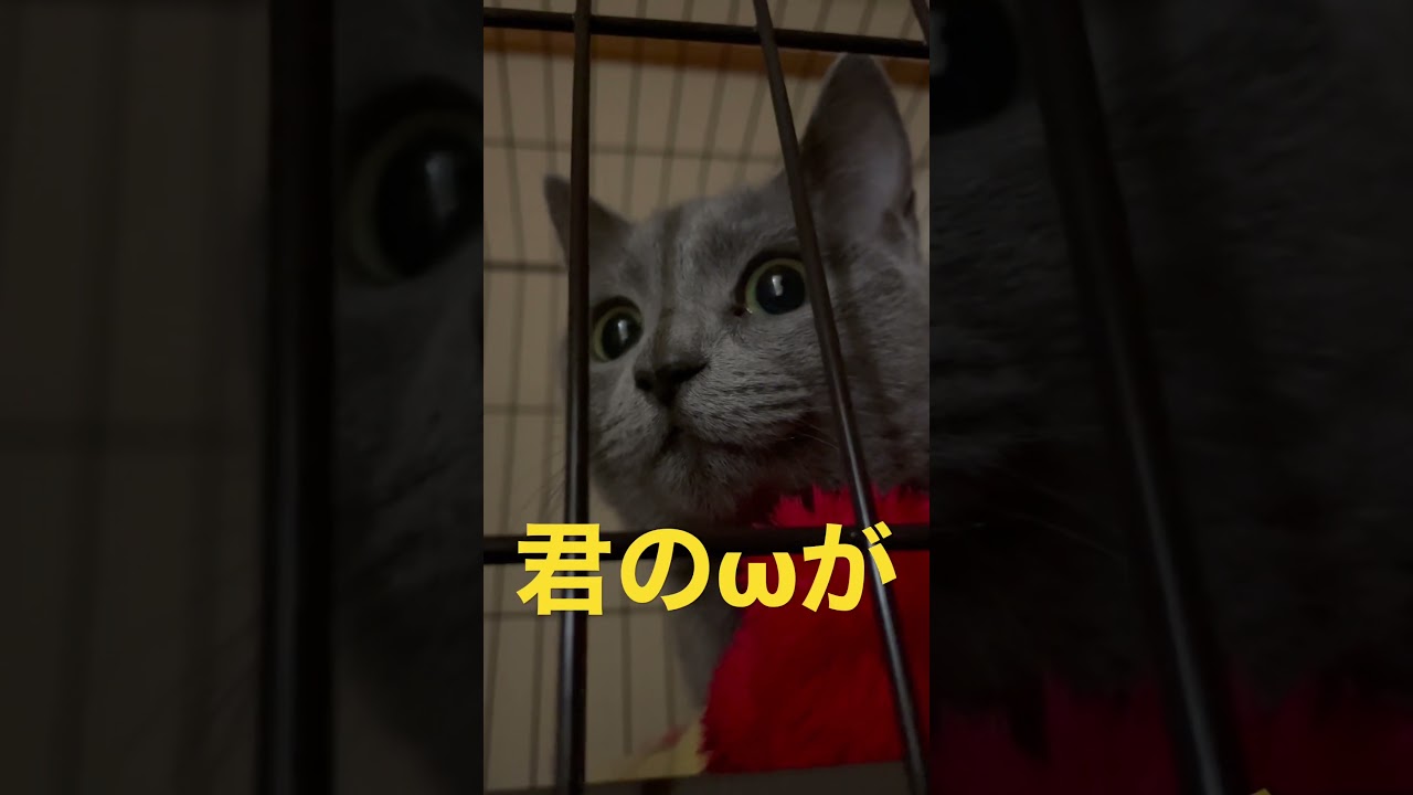ωが可愛すぎてドキドキ🧡させる猫（ロシアンブルー）#shorts