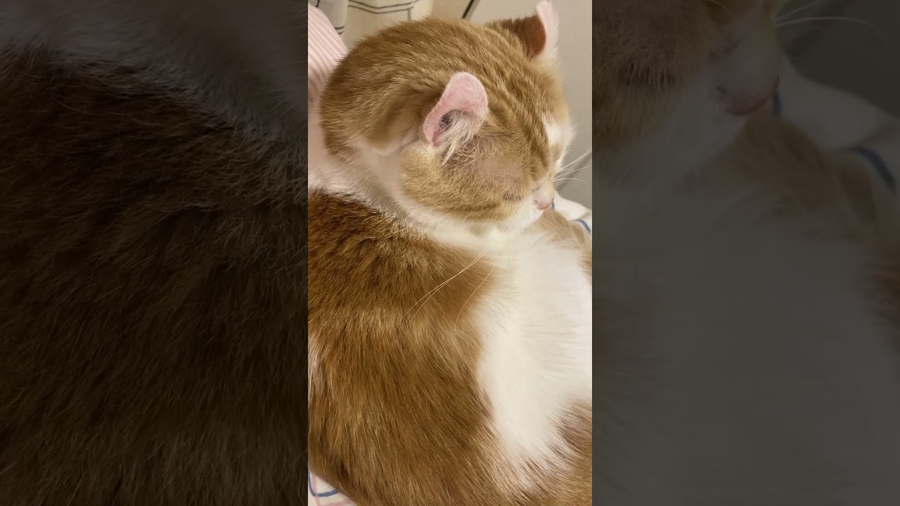 ゴロゴロの合唱(笑) #shorts  #猫 #アメリカンカール #cat