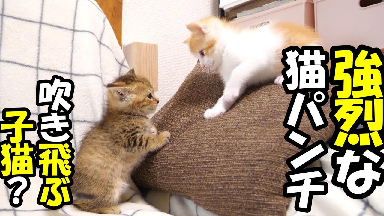ふたりボッチの子猫が強力な猫パンチを繰り出してしまい、一撃で吹き飛ばされる子猫？【赤ちゃん猫　保護猫】