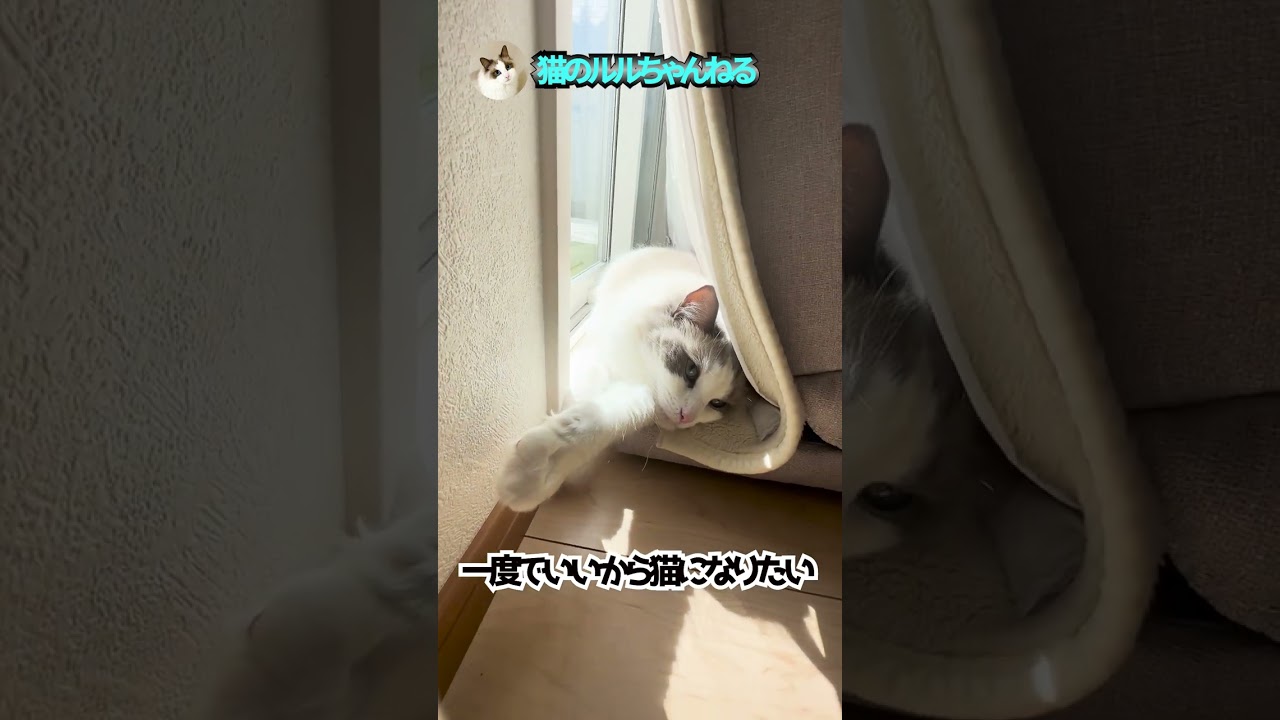 生まれ変わったら猫になりたい#ラグドール #shorts