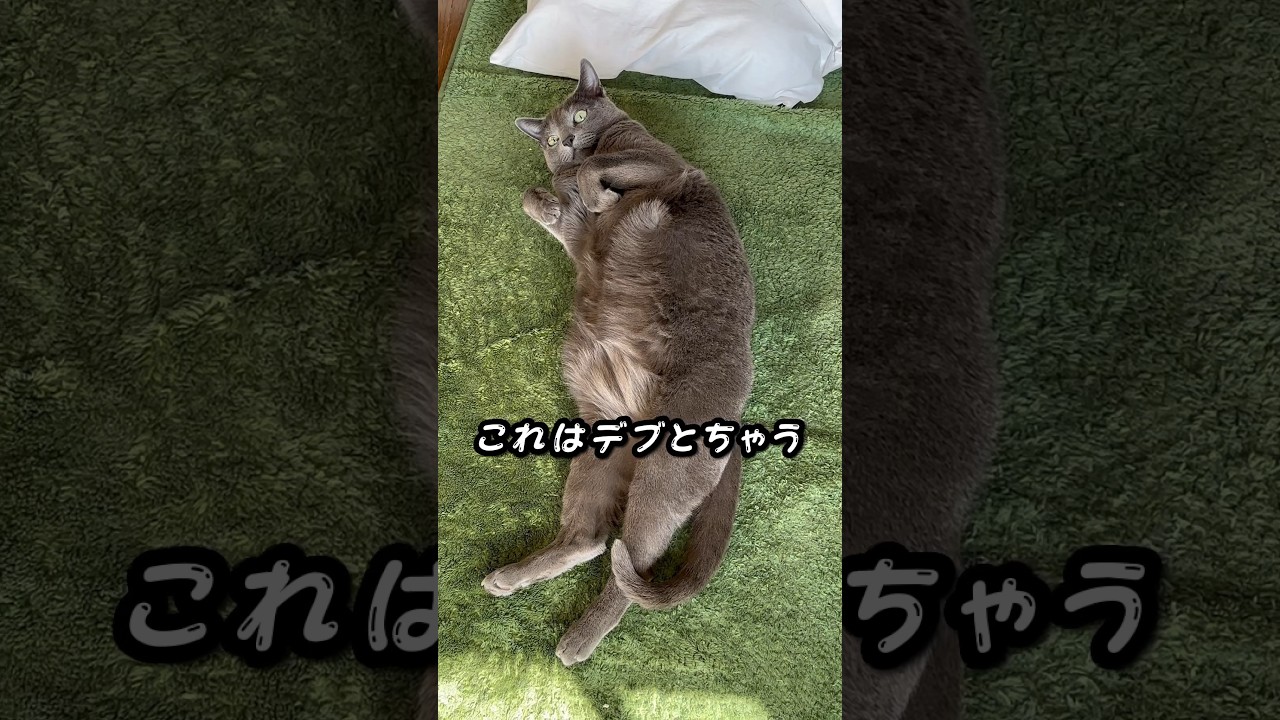 【ロシアンブルー】めろん、モフッとしてるだけ...だそうです🤭【猫】#shorts