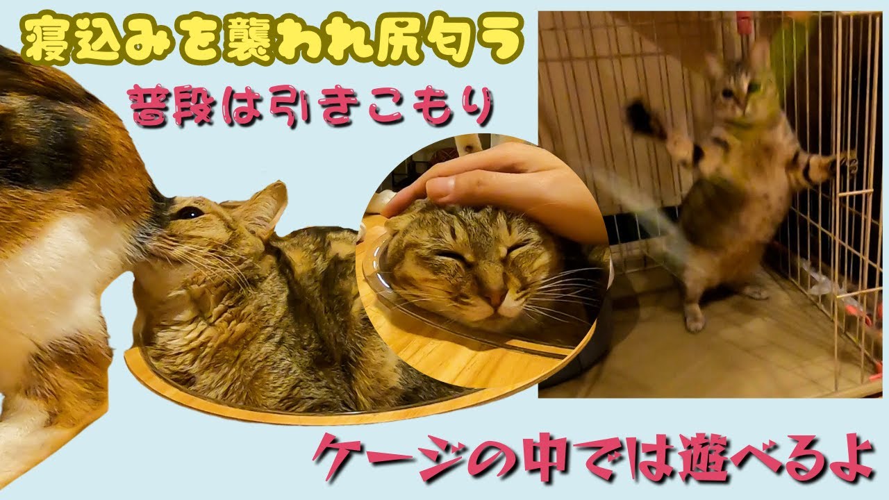 オシキャットに似たキジトラ　三毛猫に寝込みを襲われ尻匂う＆デビュー前のハッスル動画（猫の恵庭　）難波 Brown tabby cat cute video