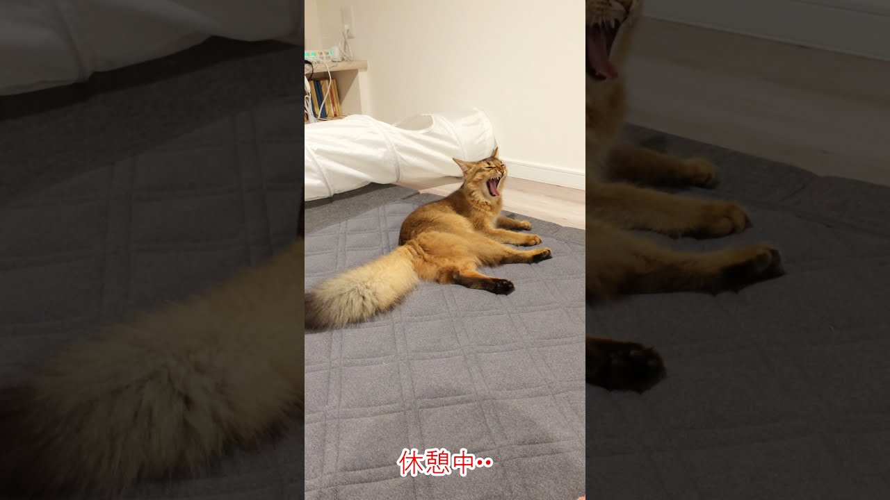 #36　なんかやんわり失敗するソマリ