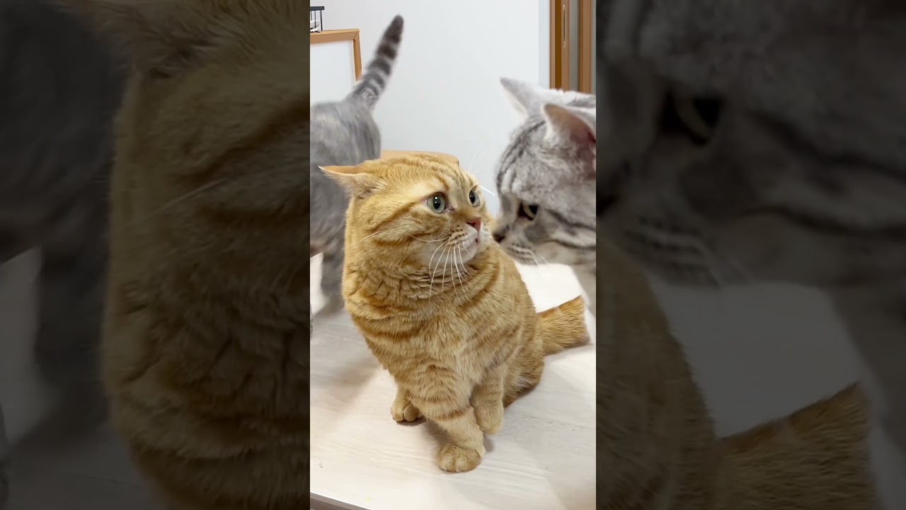 マンチカンのパンチが当たってしまった結果が... #shorts