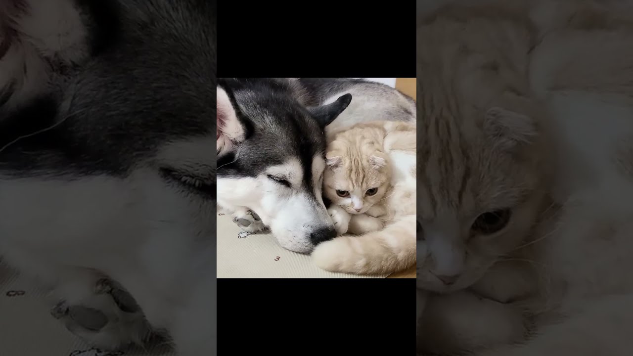 ハスキー犬に育てられた子猫は犬に甘える...#shorts