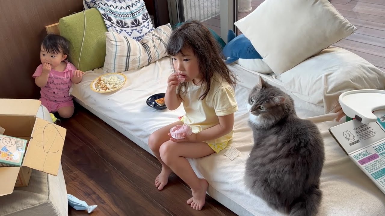 家族みんなに撫でてもらいに行く猫　ノルウェージャンフォレストキャットA cat that wants to be stroked by the whole family. Norwegian.
