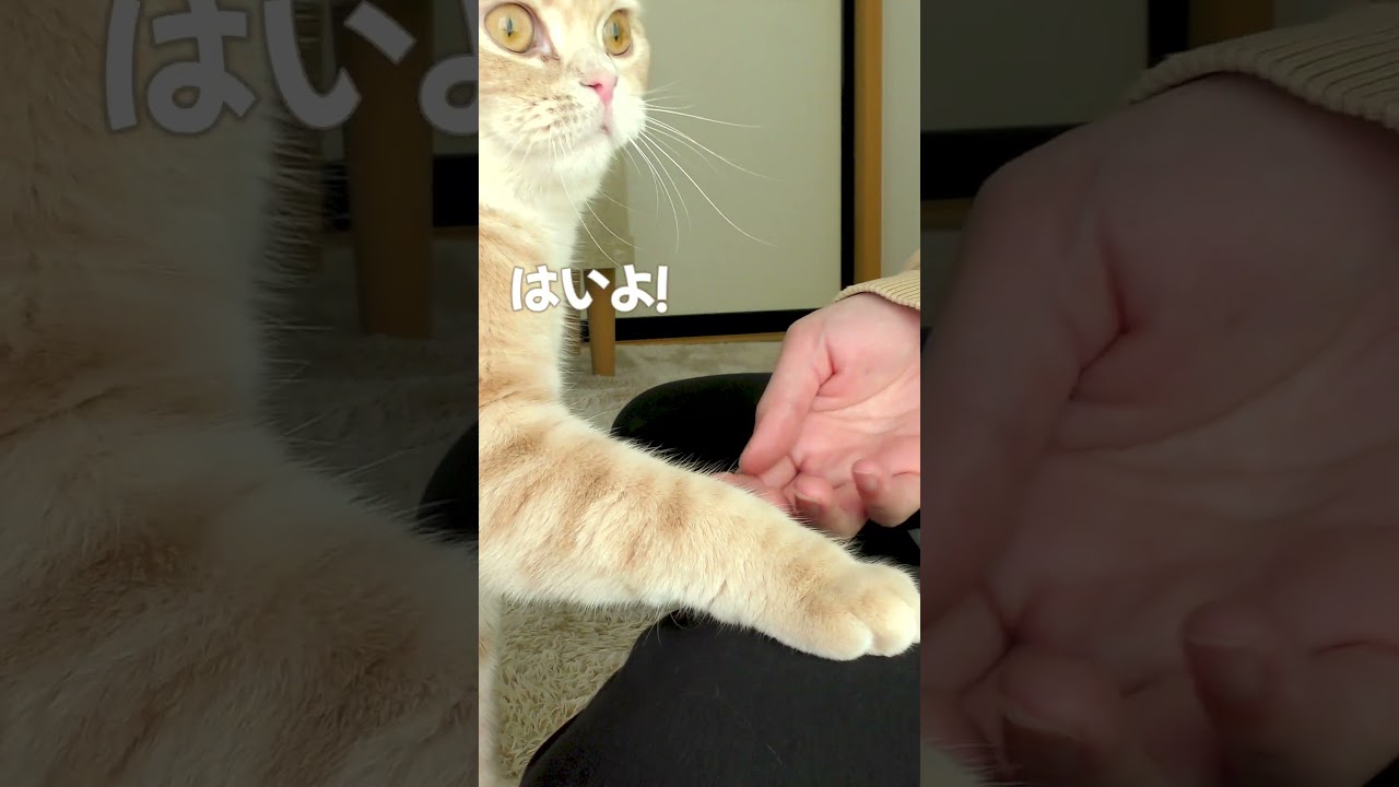 お手の着地場所を間違えた子猫【スコティッシュフォールド】#shorts #かわいい #子猫