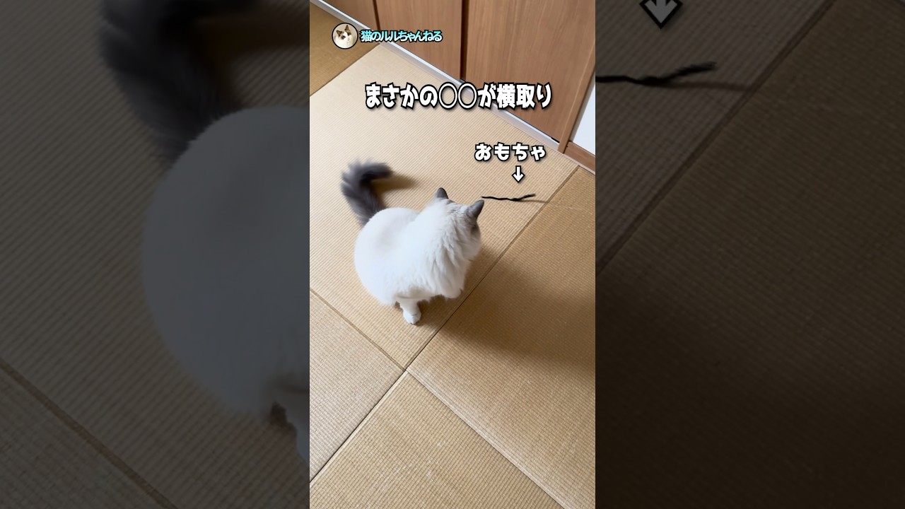 おもちゃで遊ぶ 予想外の結末　　#ラグドール #cat