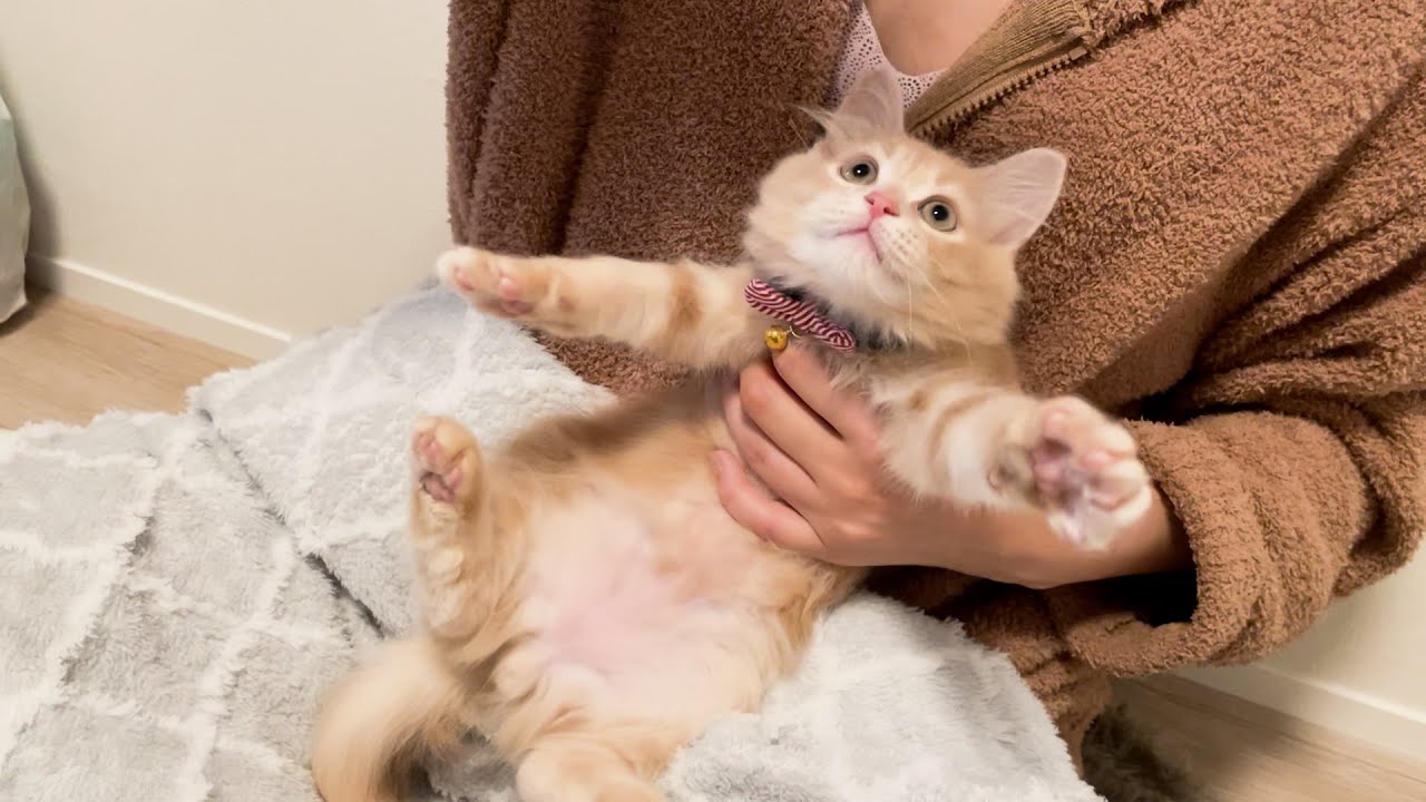 はじめてブラッシングをする子猫が可愛すぎました【サイベリアン】