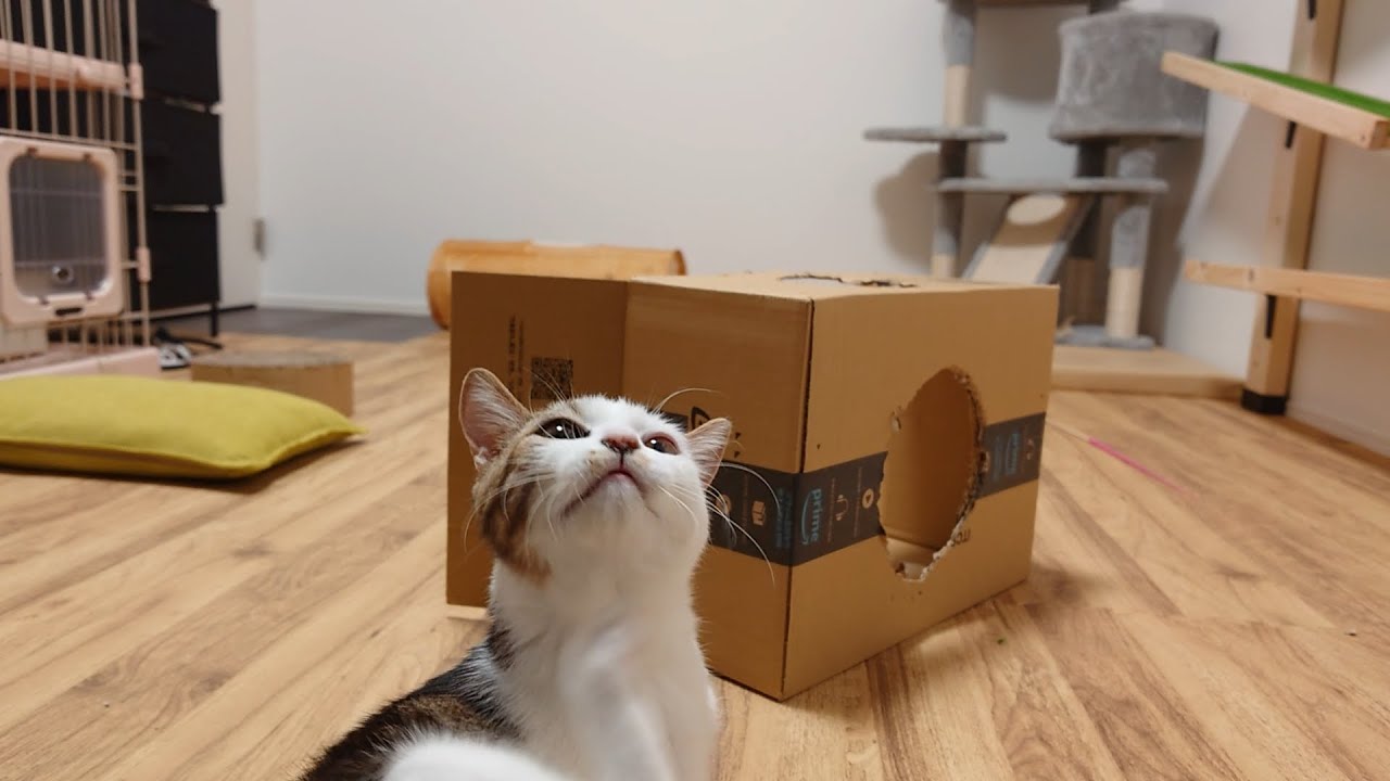 子猫に段ボールおもちゃを作ってあげたら思ってたのと違う遊び方を始めました