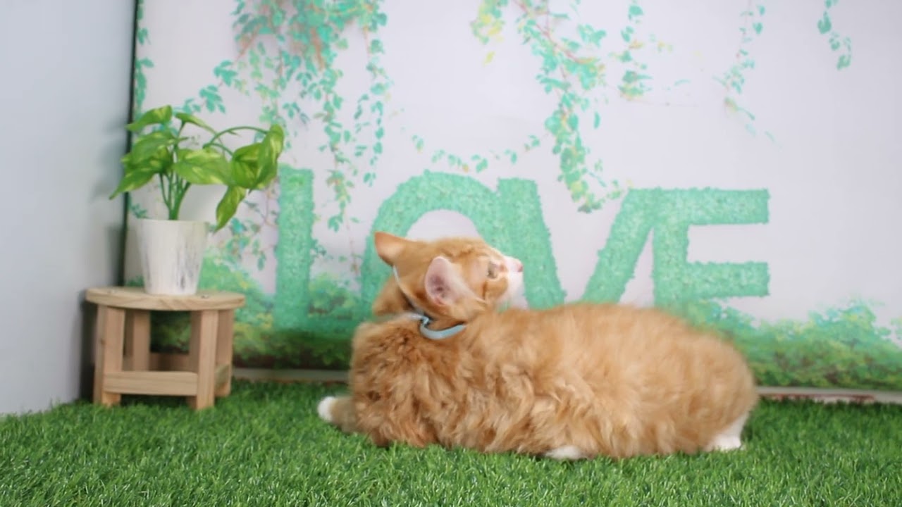 Coo&RIKU　No632214　ノルウェージャンフォレストキャット