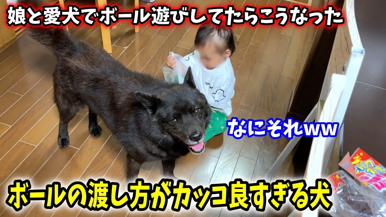 娘へのボールの渡し方がカッコ良すぎる犬【甲斐犬一休と猫のしずく】