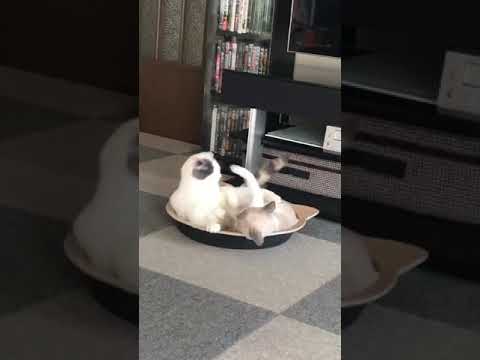 ねこ鍋を取り合うネコ達。スコティッシュフォールドvsスノーシュー