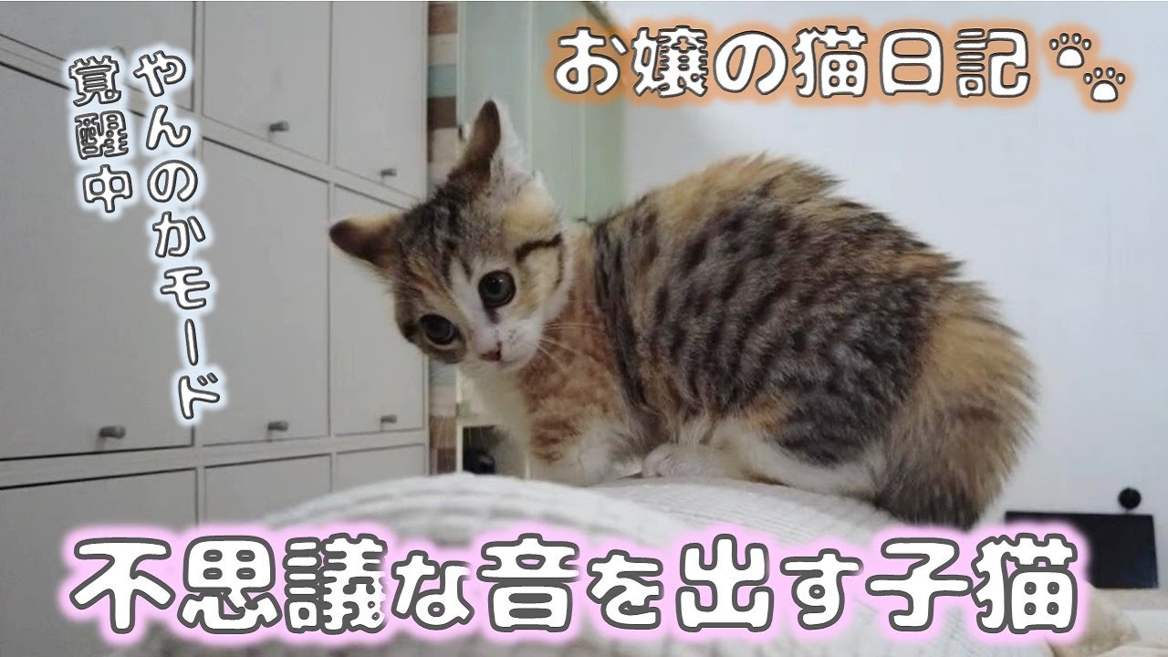 不思議な音を鳴らす子猫【お嬢の猫日記 / OJO- CAT DAILY】
