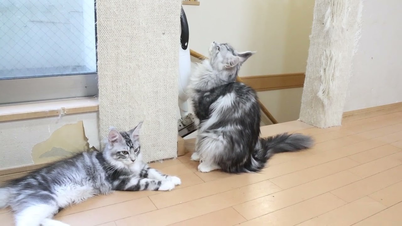 メインクーンキャッテリー東京オノクーンの日常