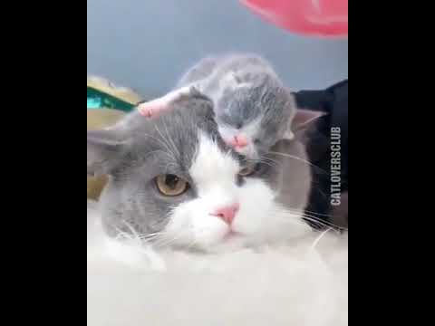 子猫 かわいい