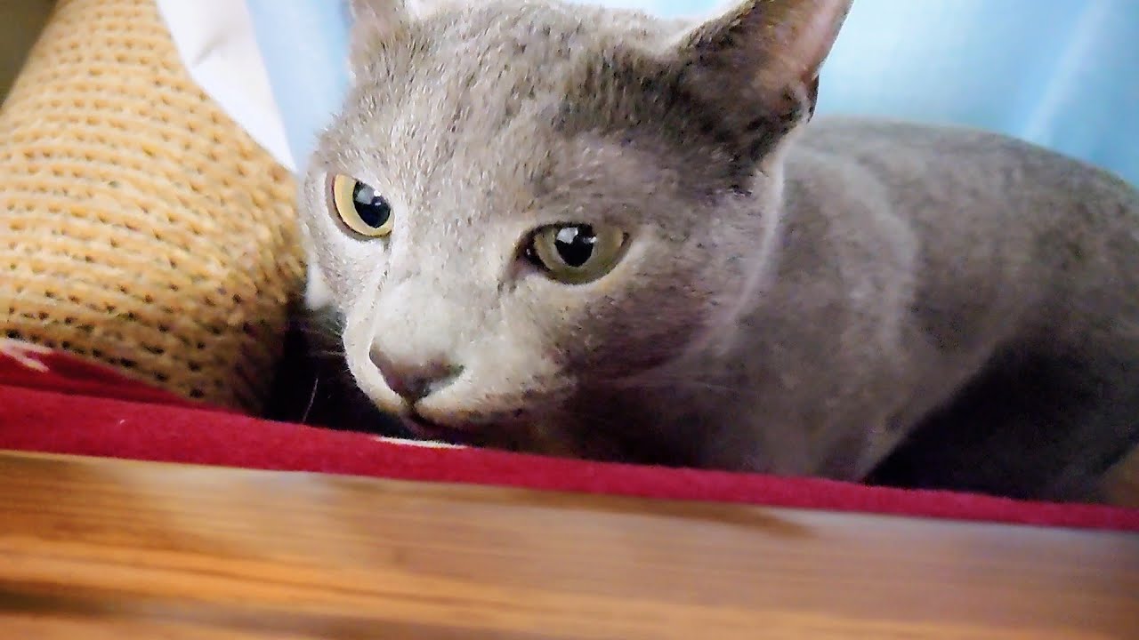 【猫動画】突然こたつの匂いを嗅ぎまくるロシアンブルー【russianbule】Russian blue suddenly sniffs the smell of the kotatsu