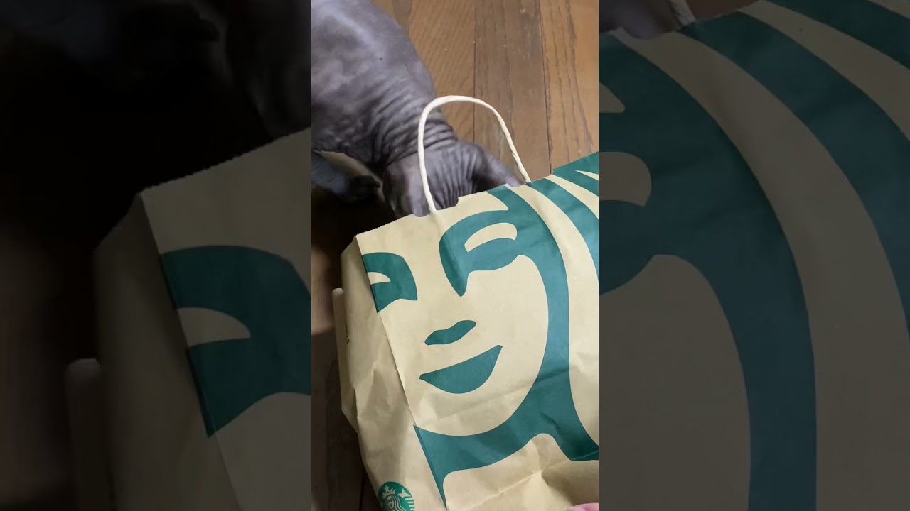 紙袋と戦うスフィンクス猫