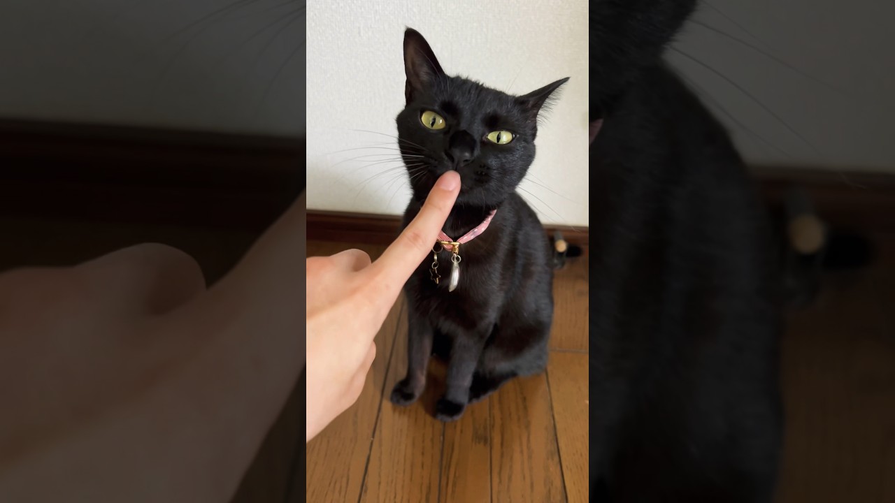 部屋を出ようとするといつも邪魔してくる🐈‍⬛ #保護猫 #猫 #子猫 #保護子猫 #cute #kittycat #cutecat #cat #cutekitty #kitty