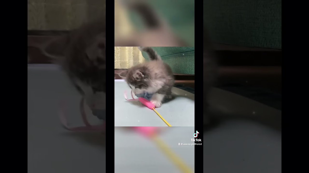 #猫 #ネコ #ねこ #ノルウェージャンフォレストキャット #可愛い #癒やし #動物