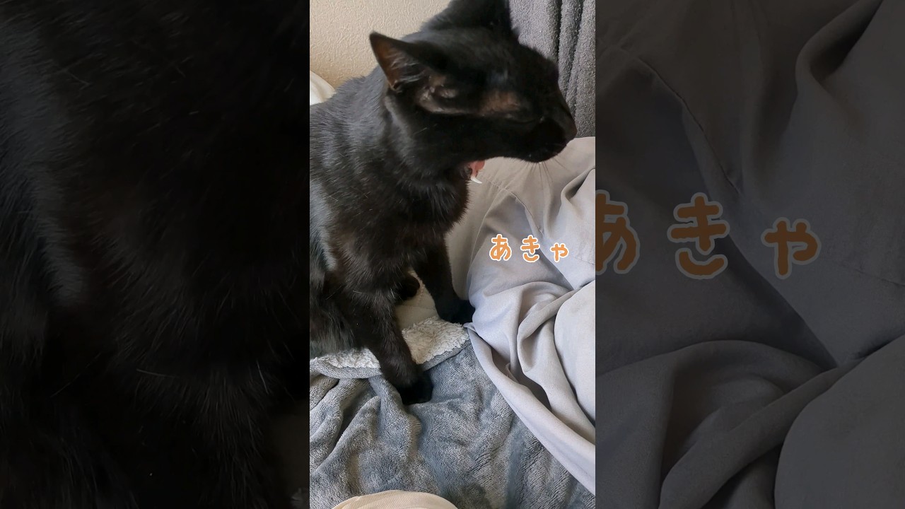 寝起きで謎の音を出す猫