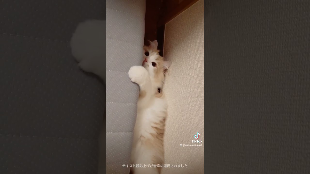 隙間にぴったりハマる猫 #ラガマフィン #猫動画 #cat #子猫 #shorts