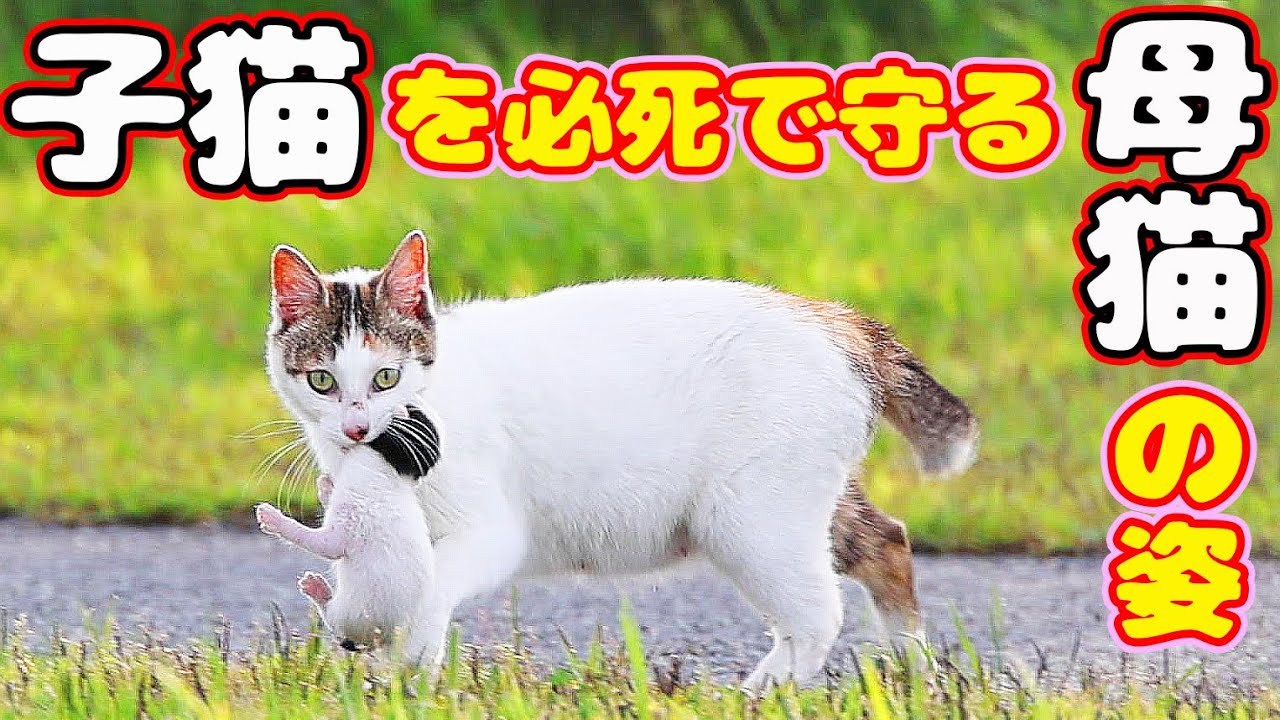 子猫を天敵から必死で守る母猫の姿 ボランティアさんに同行