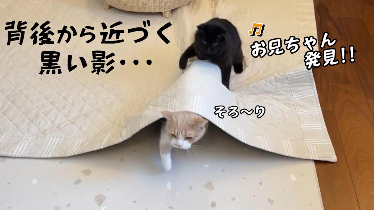 部屋を模様替えしたら猫が喜び過ぎてこうなっちゃいました　721話