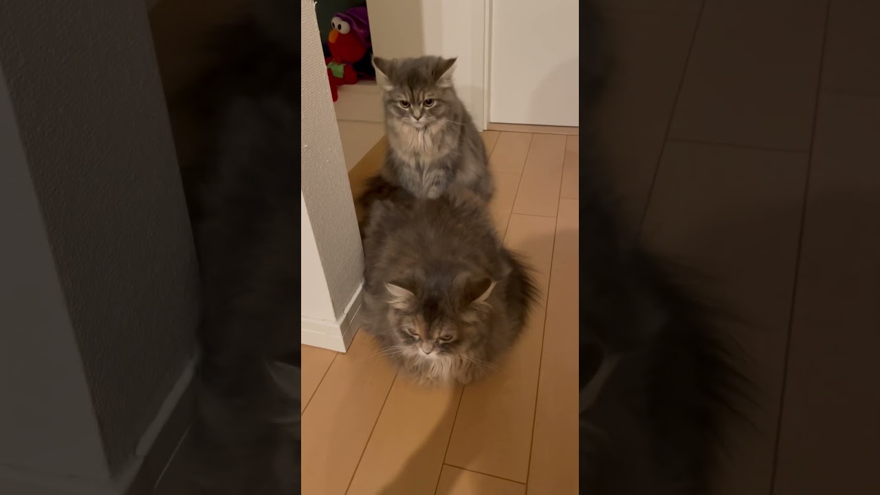 子猫の撮影中に横切る黒い影　#ラガマフィン #猫動画 #子猫動画
