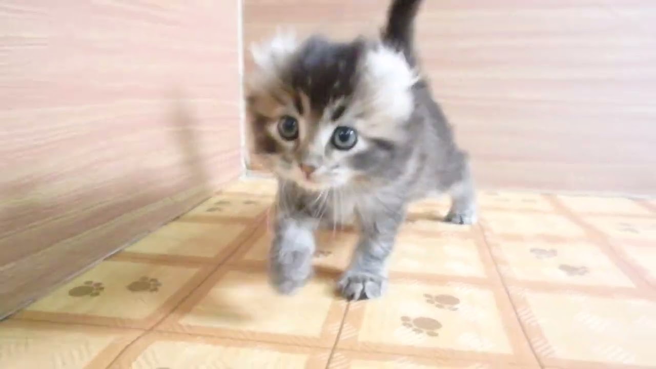 Coo&RIKU　No00631050 アメリカンカール