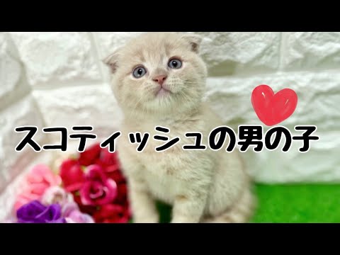 スコティッシュフォールドの子猫　（中之島）