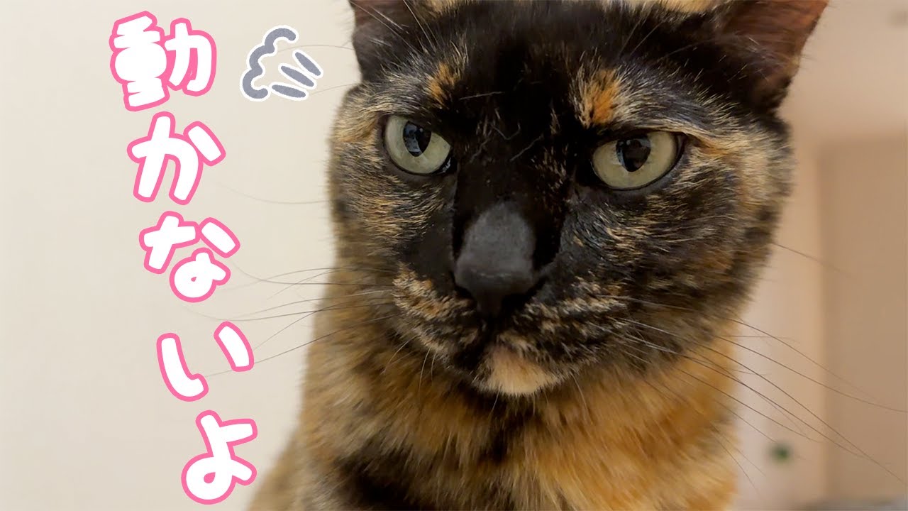 寝る時間になっても全く動く気配がない猫たち…