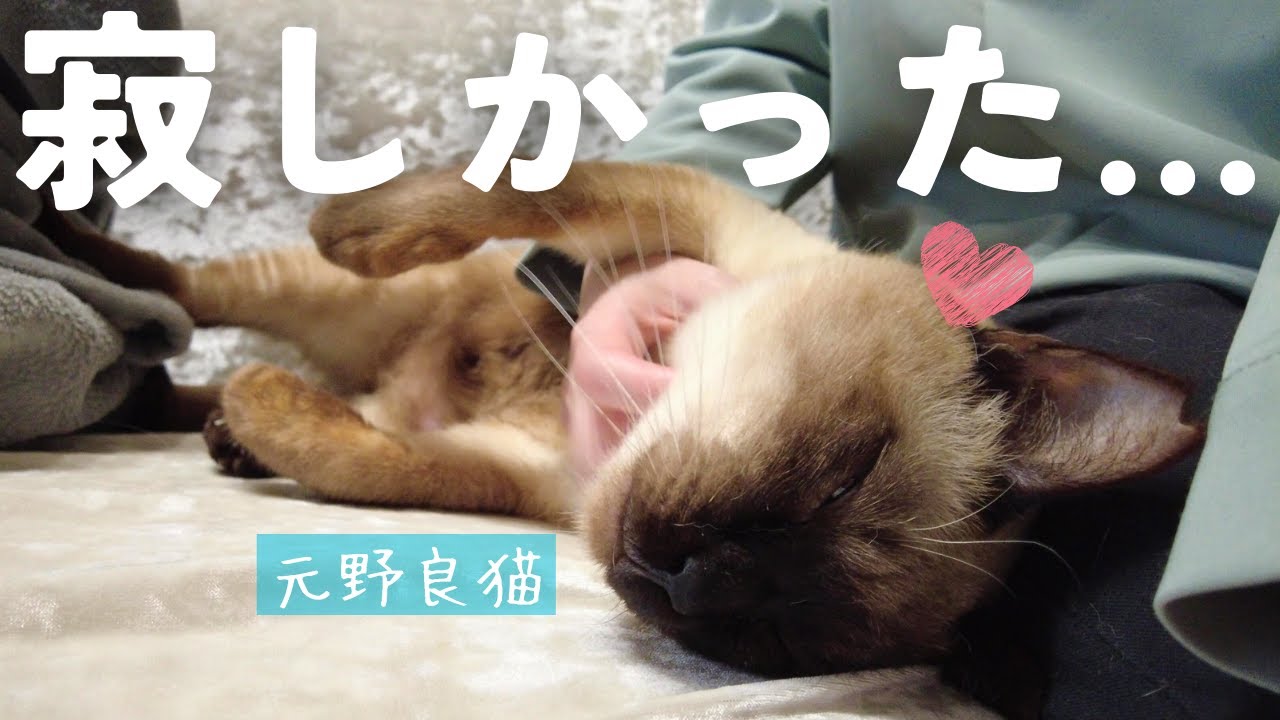 飼い主4か月ぶりの出勤で、帰宅直後甘えん坊保護猫のすりすりが凄いことになってしまいました…【シャム猫/シャムミックス・ノルウェージャンフォレストキャット】