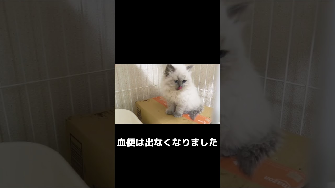 サイベリアンの子猫をお迎えして1週間の記録 #サイベリアン #子猫 #猫 #cats