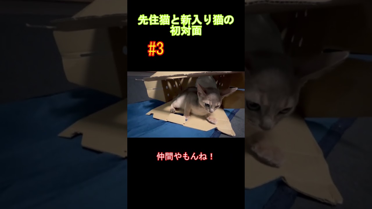 先住猫と新入り猫の初対面 #3 ペルシャとアビシニアン