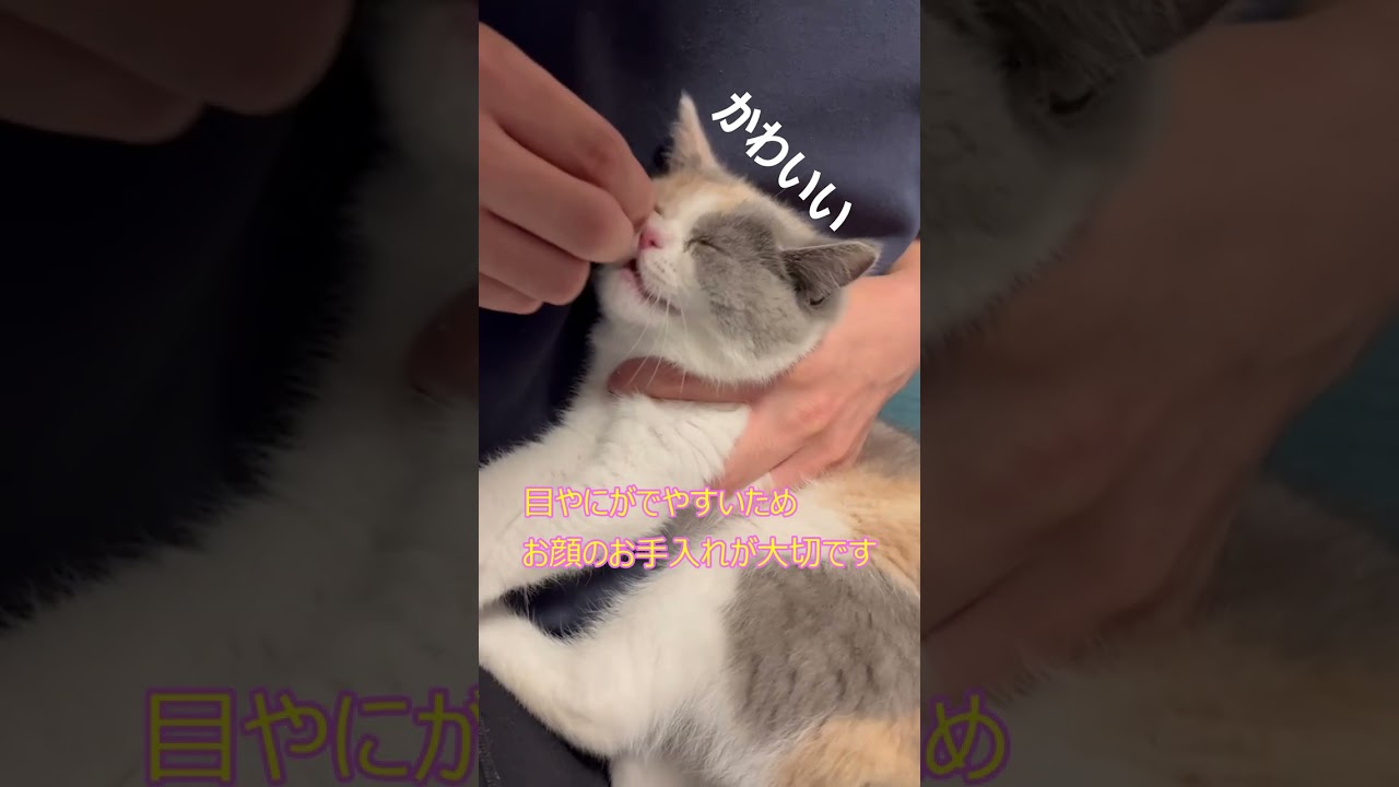 【Part2】日本にはまだ少ない、珍しい猫種フォールデックスの紹介　#shorts