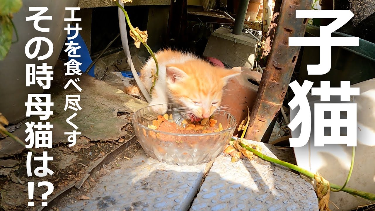 子猫がエサに食べにやってくるその結果…
