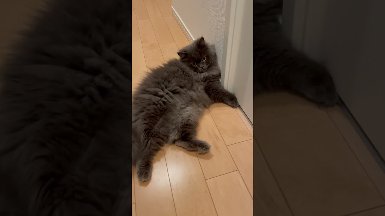 くつろいで安心しきってるラガマフィン♂ #猫のいる暮らし #ラガマフィン #猫動画
