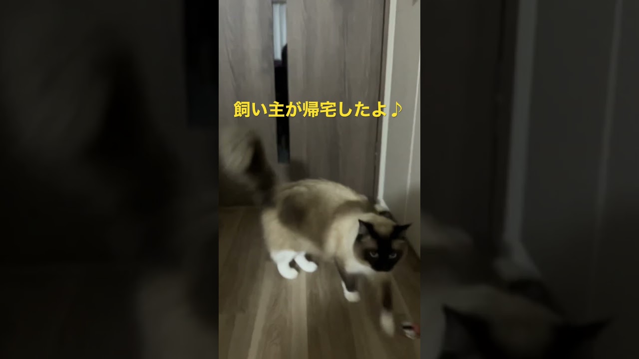 飼い主が帰ってきた時のラグドールの子猫たちの反応 #kitten #ragdoll #ねこ #ラグドール #ラグドール子猫 #アライグマ #こねこ #たぬき #cat #ねこのいる生活