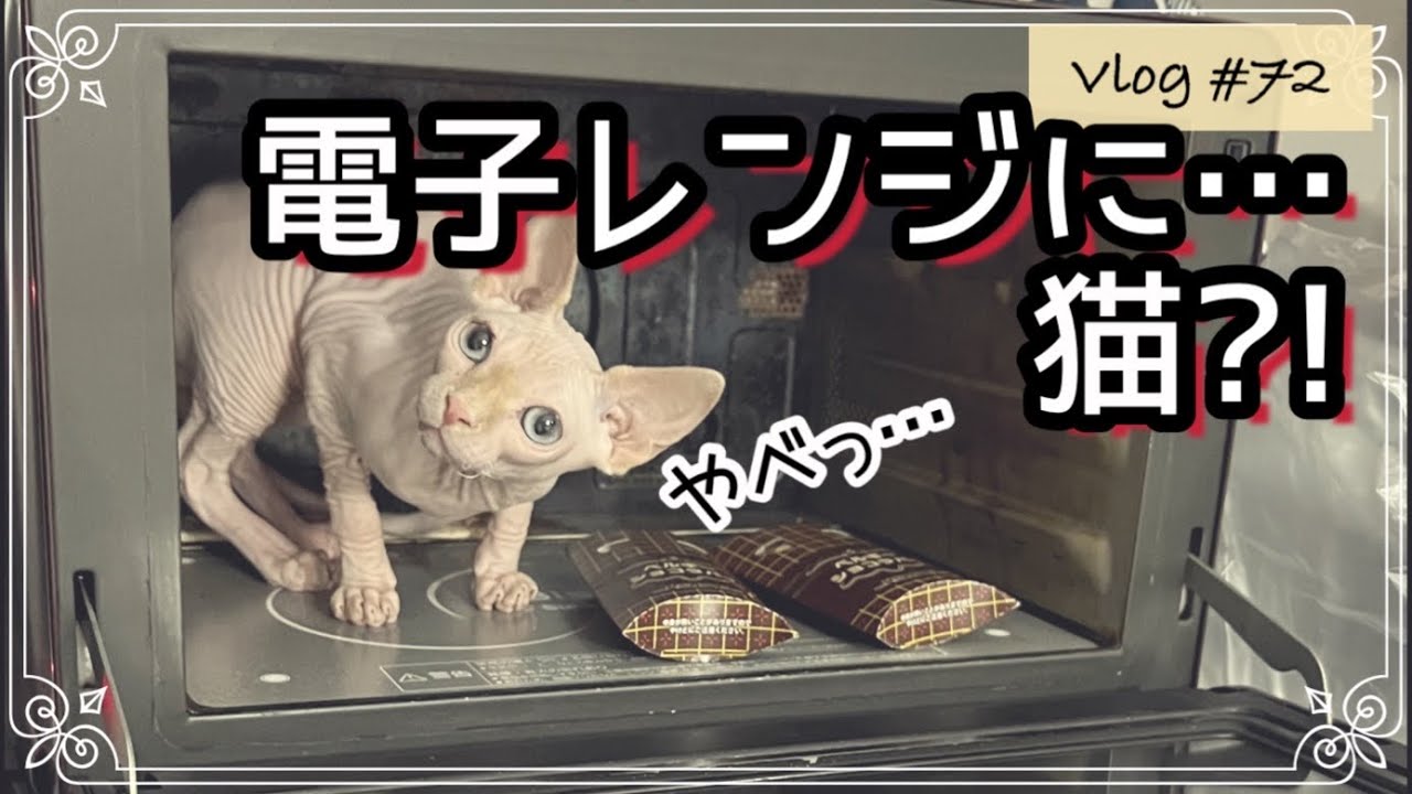 振り向いたら猫が大変なことになっていた！【スフィンクス猫】