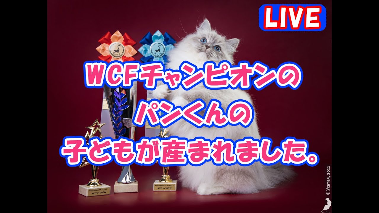 【サイベリアンの子猫ライブ2】2023年5月9日ロシアのWCFチャンピオンパンくんの子どもが産まれました。Live of cute Siberian kitten.