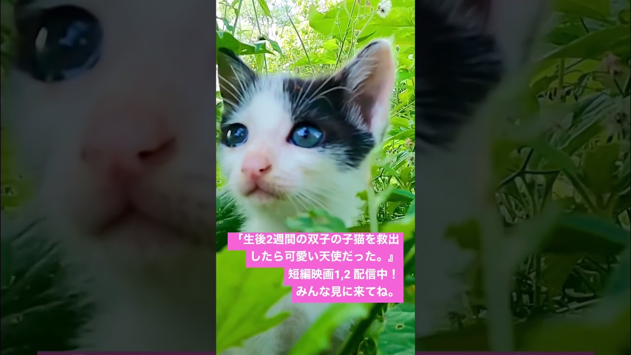 〜まちがいさがし〜 #子猫 , #子猫保護 . #子猫可愛い