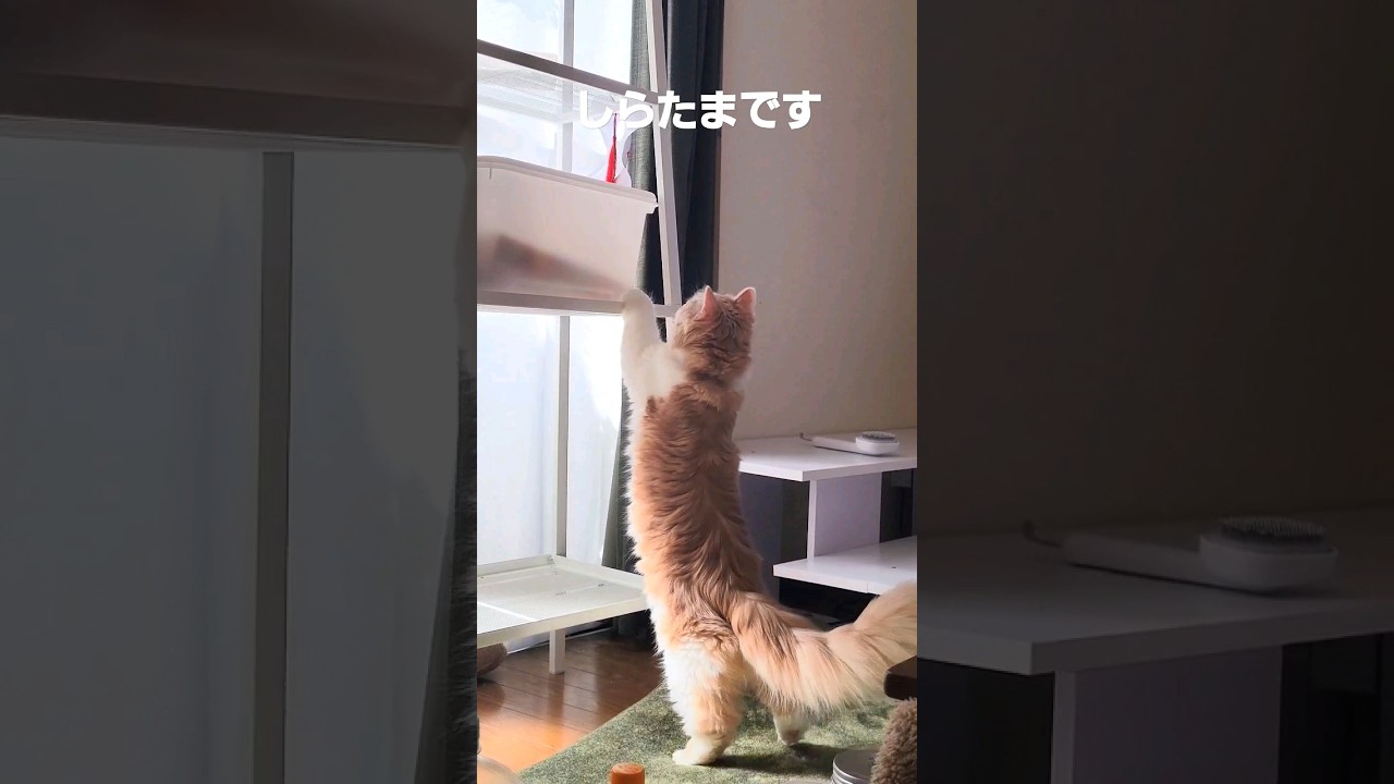 【子猫】いたずらを企んだねこ #ラガマフィン #猫動画 #cat #shorts