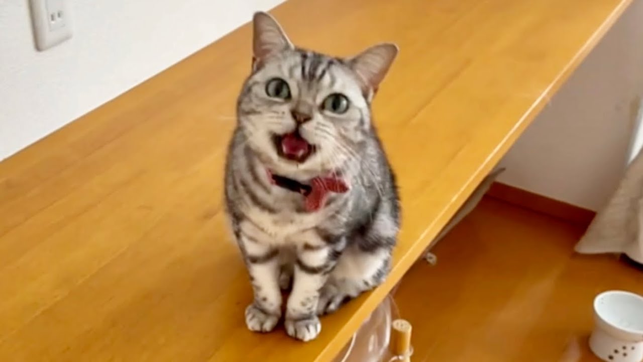 あいちゃんがごはん食べ終わったかどうか確認しにいくと...